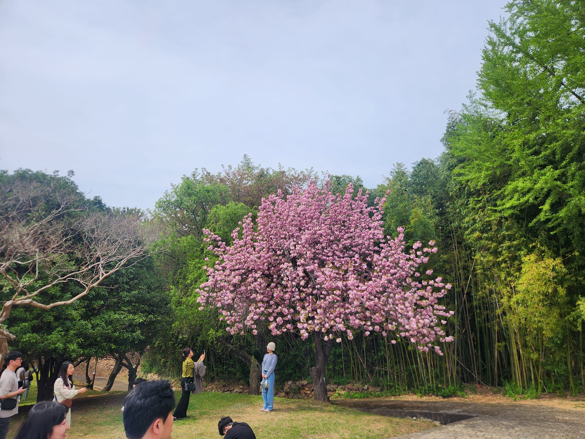 겹벚꽃과 대나무 숲